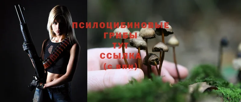 Псилоцибиновые грибы Psilocybe Алейск